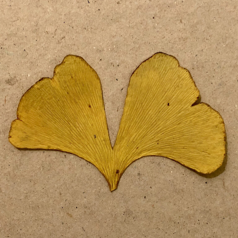 GINKGO ANIMA